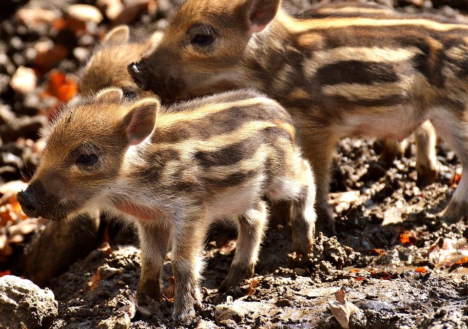 Are There Different Types of Mini Pigs?