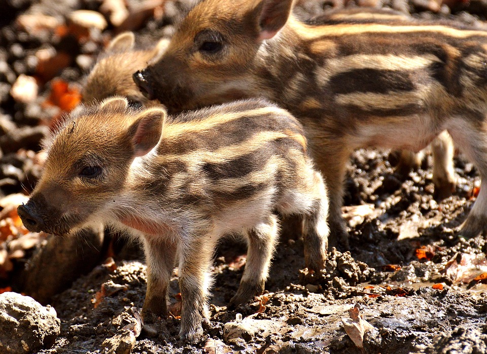 Are There Different Types Of Mini Pigs 
