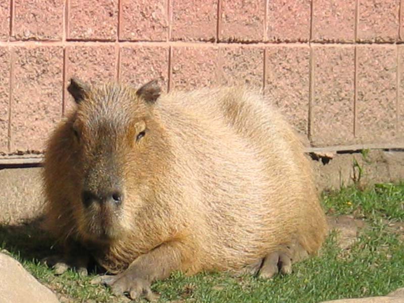Can I Pet Capybaras?
