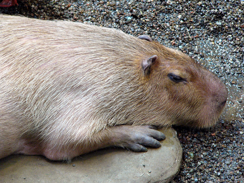 Can My Capybara Swim in the Pool?