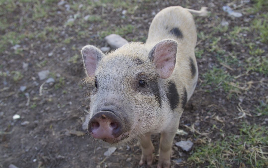 Should I Get a Mini Pig?