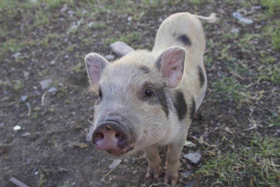 Should I Get a Mini Pig?