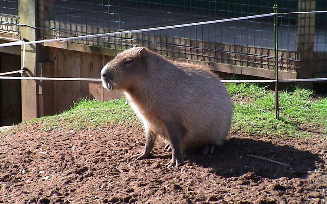 How to Capybara Proof Your Home
