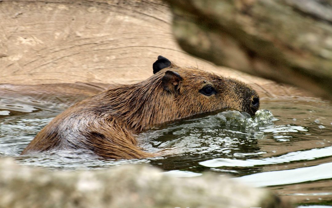 How to Know If Your Capybara Ate a Toxic Food