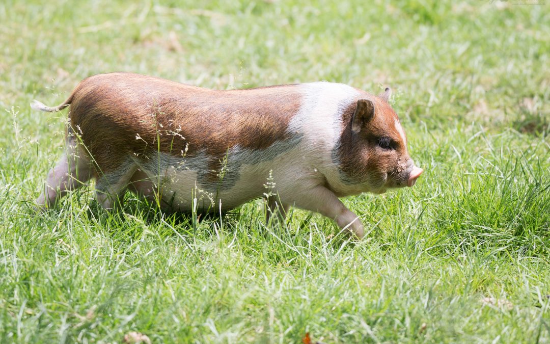 How to Handle Mini Pigs?