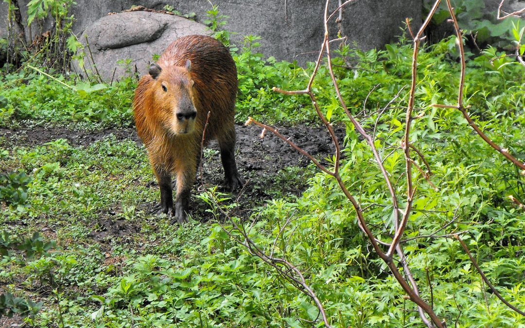 What Are Toxic Plants for Capybaras?