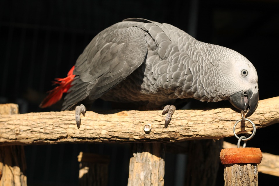 How to Keep an African Grey Parrot?