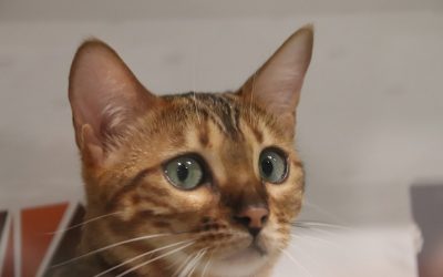 What Diseases Are Abyssinian Cats Prone To?