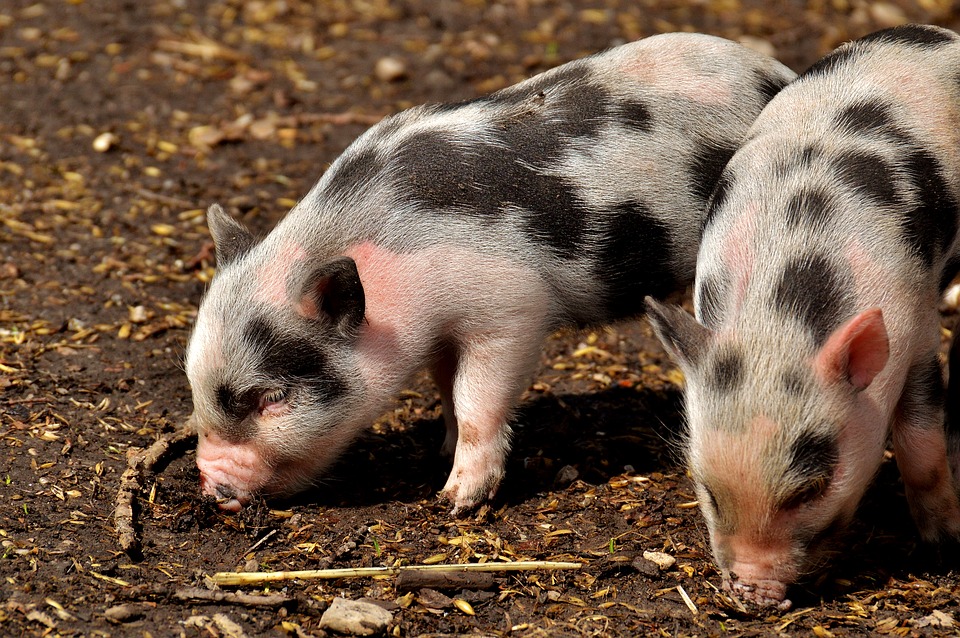 What Do I Need to Know About Mini Pigs?