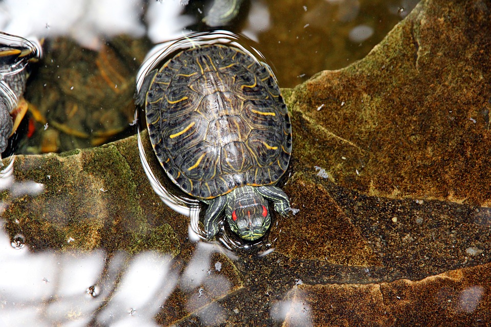 How to Handle Red Ear Slider Turtle?