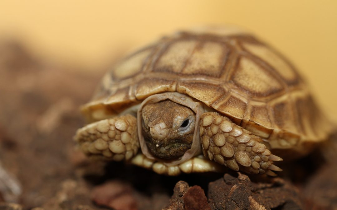 What Types of Shells Are In Tortoises?