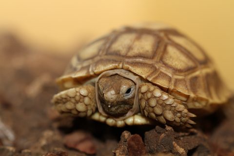 What Types of Shells Are In Tortoises?