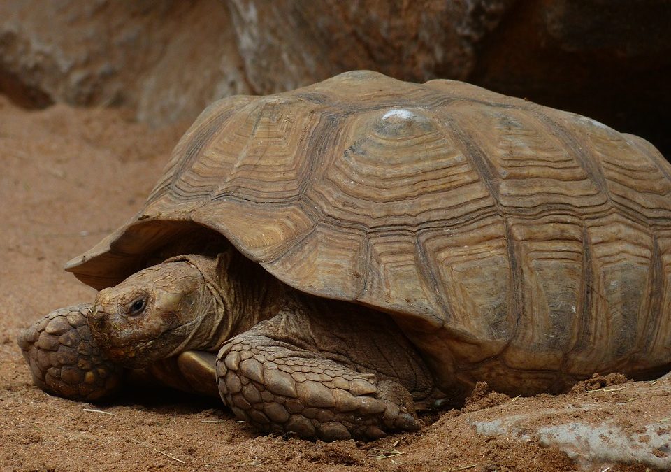 How to Sell Sulcata Tortoise