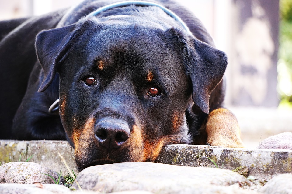 How to Diagnose Pelvic Illness in Dogs?
