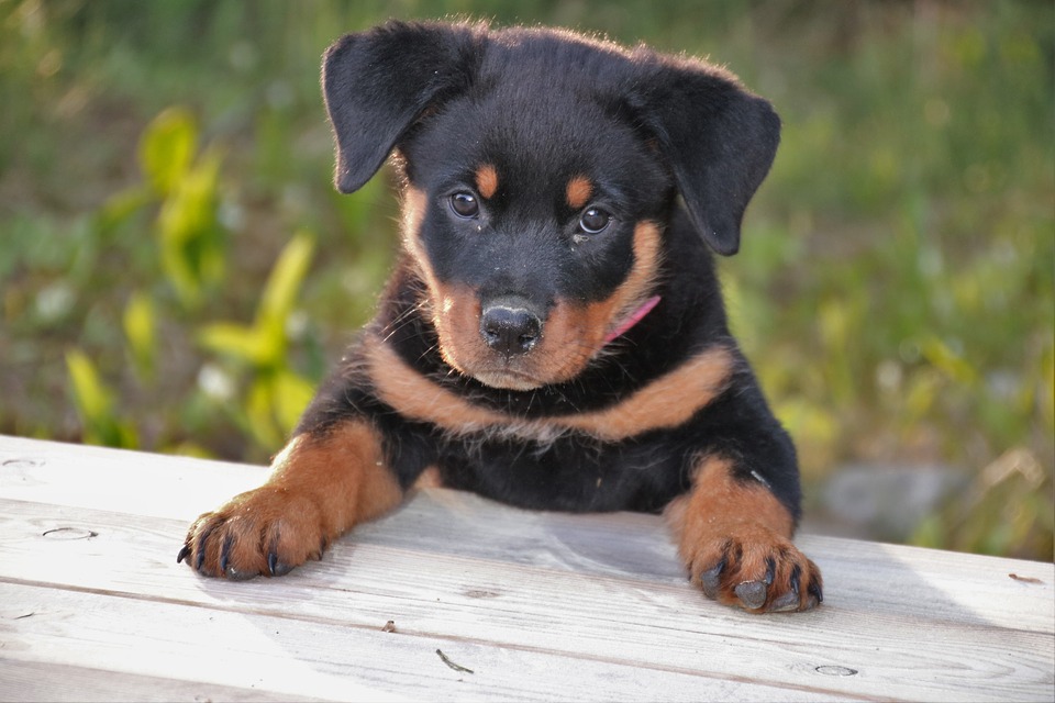 Why Do Rottweilers Love to Chew and Dig?