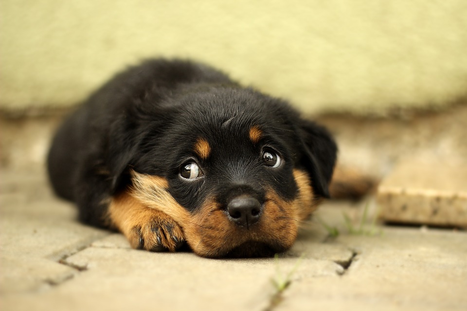 What is Puppy Pyoderma?