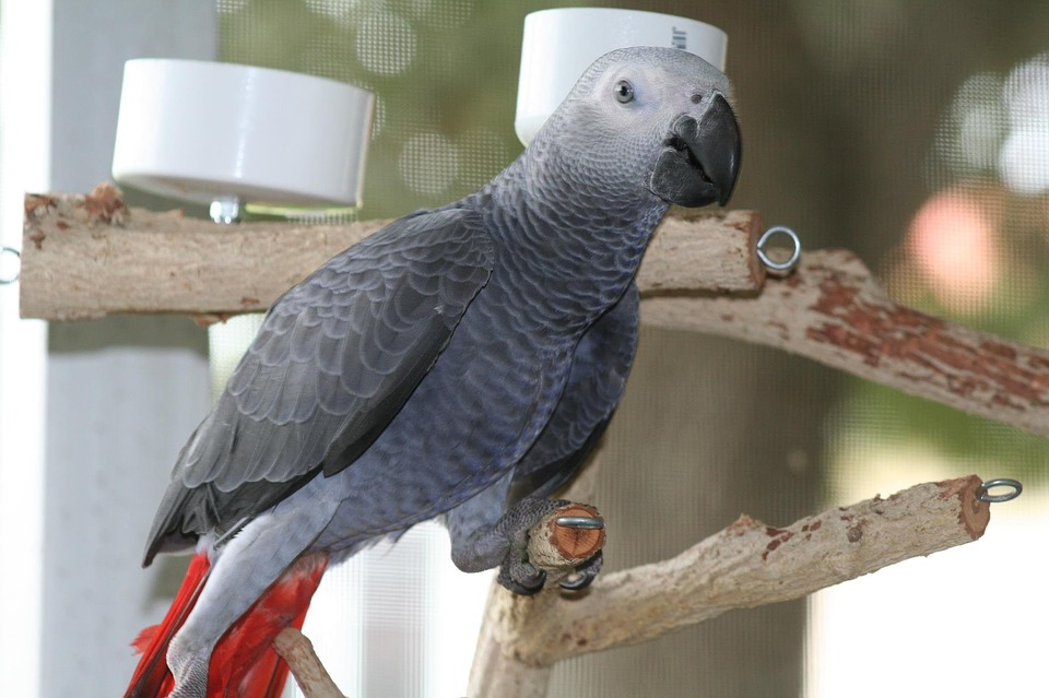 What Is Your African Grey Communicating to You?