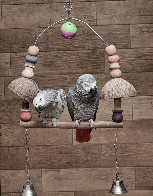 Why Does My African Grey do Feather Plucking?