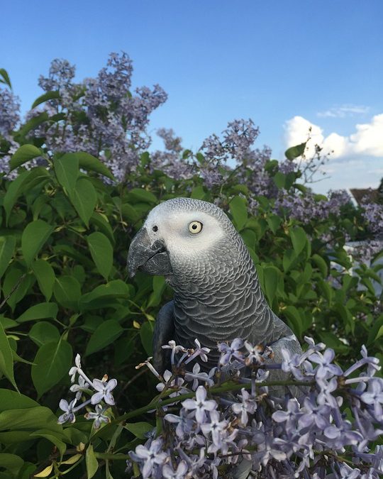 Household Hazards to Keep Away for African Greys