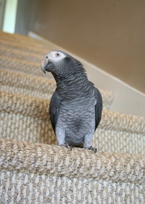 Why Does My African Grey Bite?