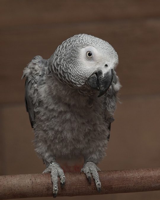 What Are Toxic Foods for Your African Grey?