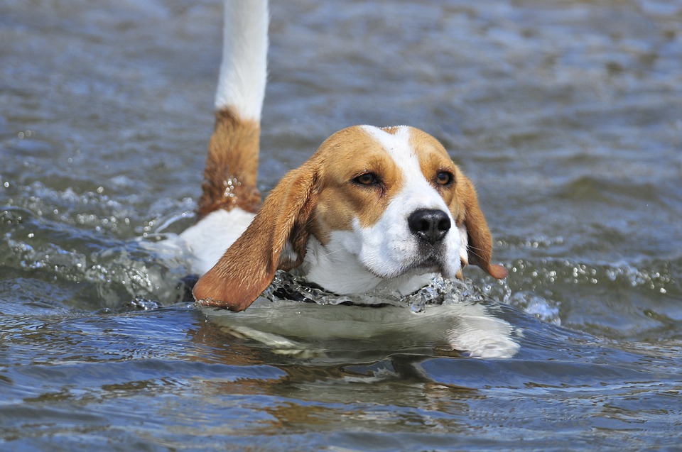 Feeding Beagle Pup