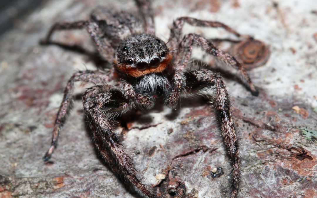 Surprising Spider Facts
