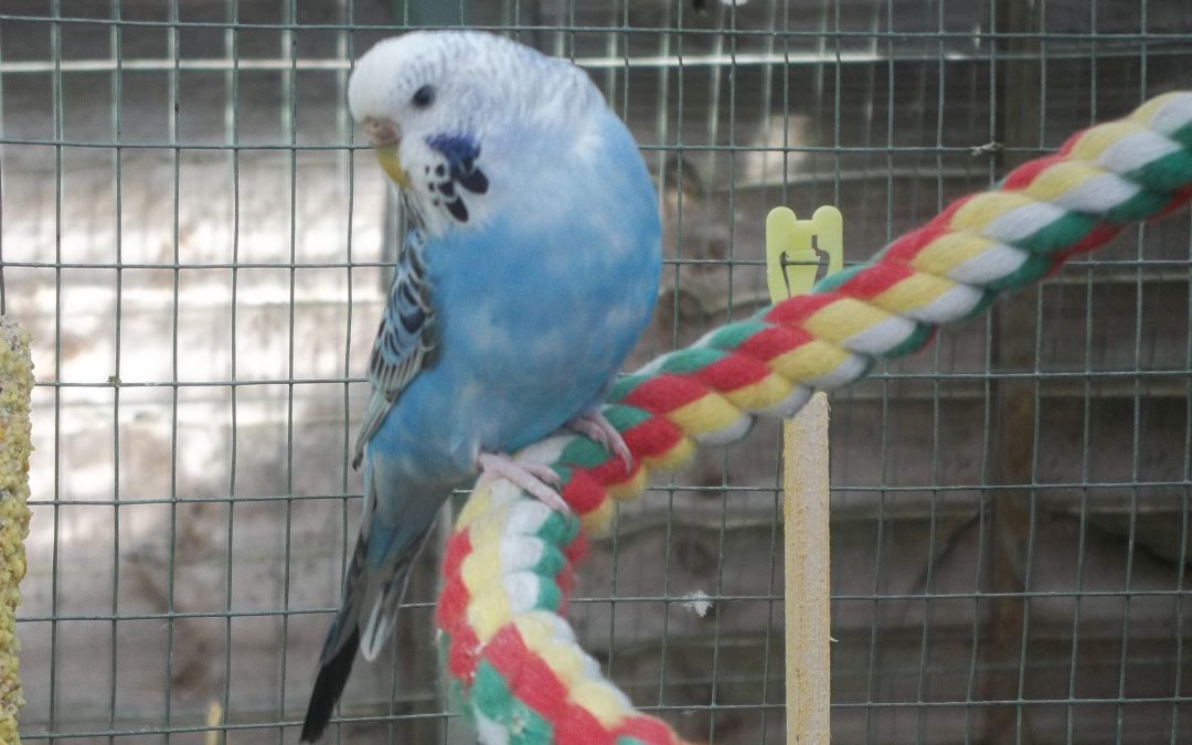 Can Budgies Sing?