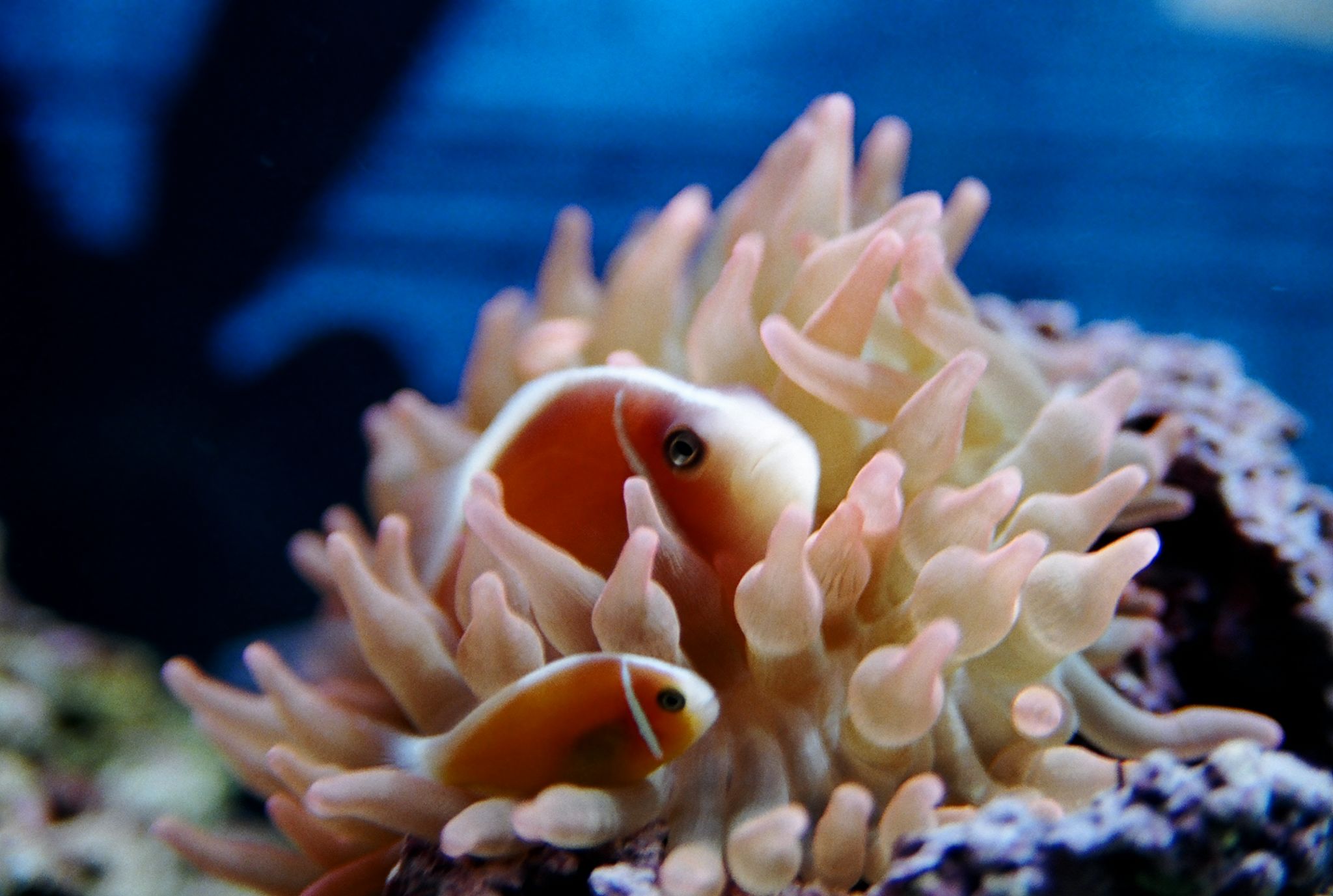 how-to-choose-the-best-saltwater-fish-tank