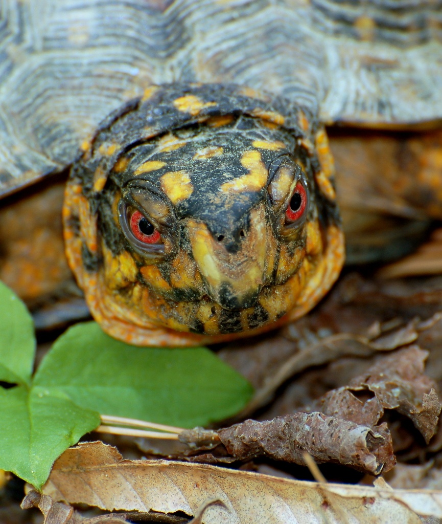 Are Box Turtles Vulnerable?