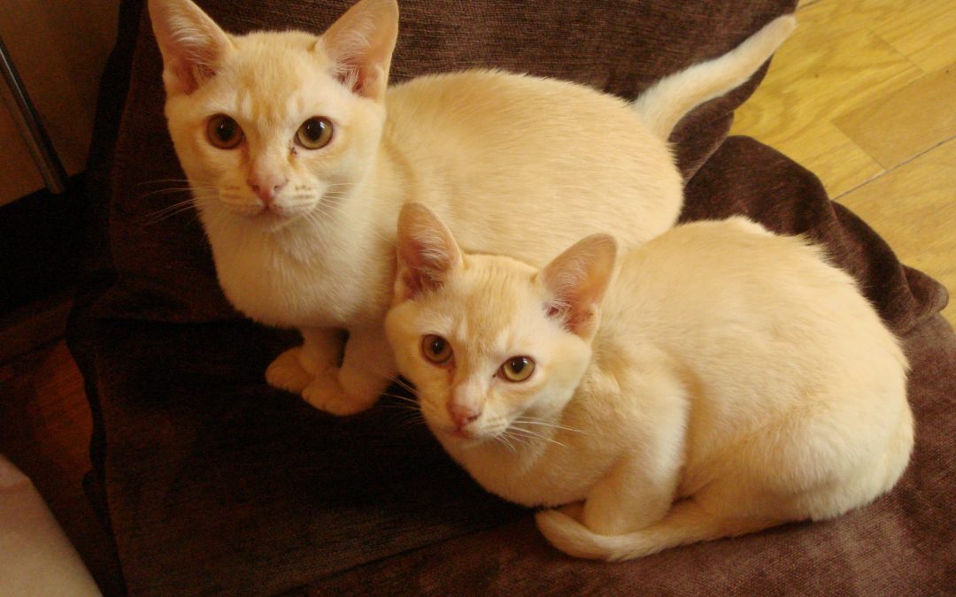 Should Burmese Cats Stay At Home?