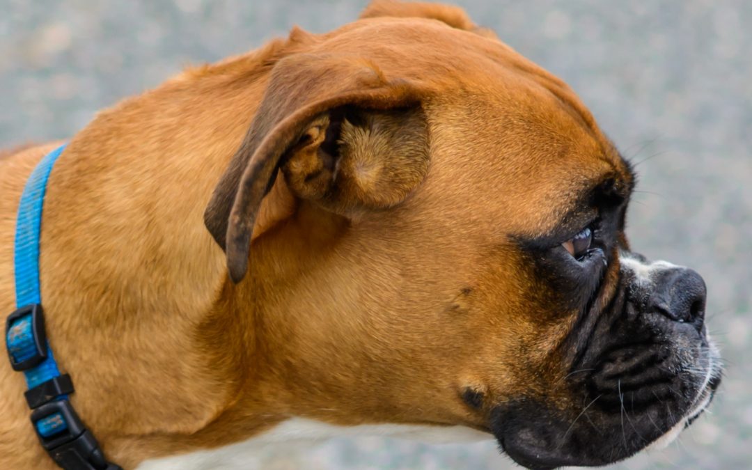 What Gets Boxer Dogs Sick?