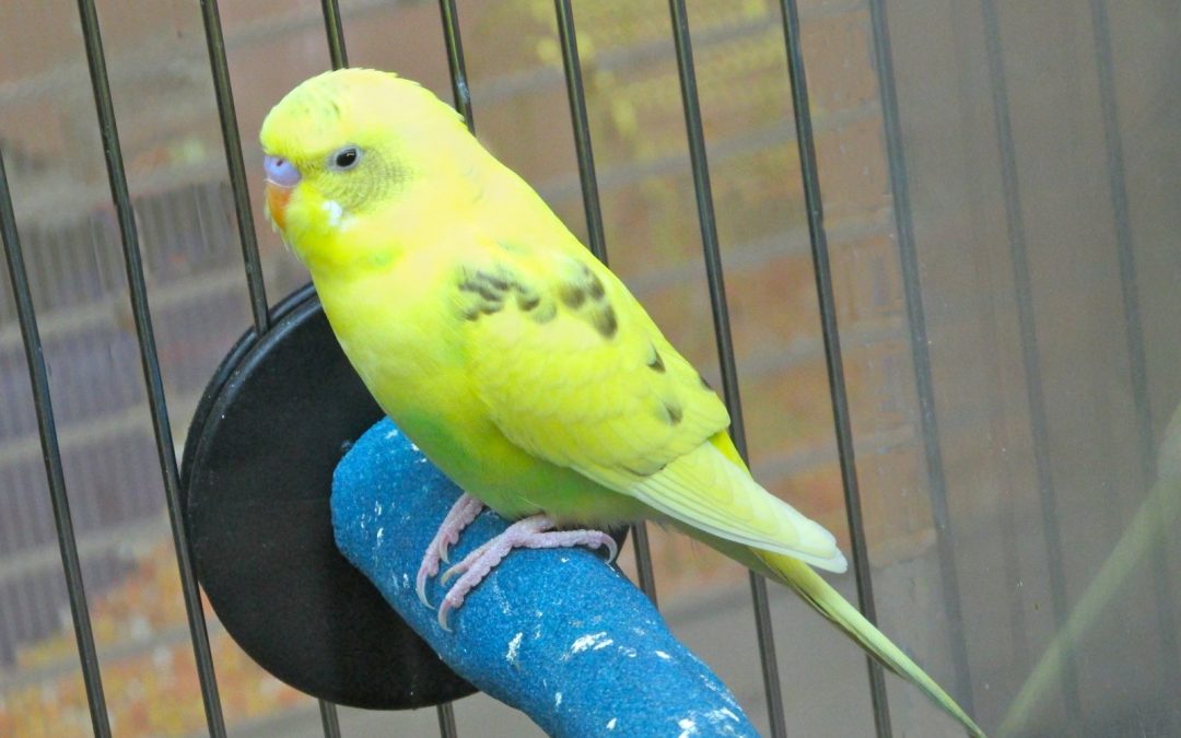 Who are the Relatives of Budgies?