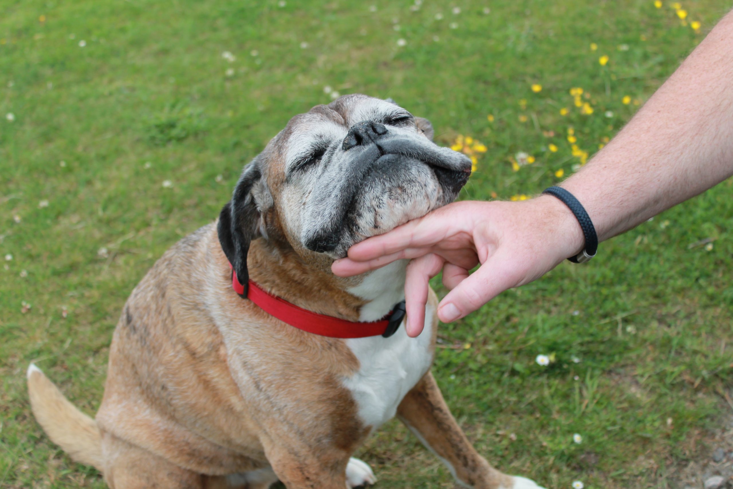 Can I Talk to My Boxer Dog?