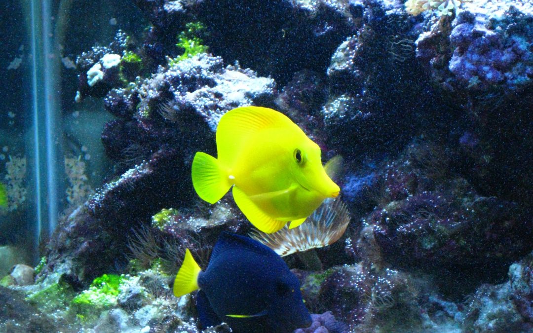 What Are the Aquarium Systems for Saltwater Fish?