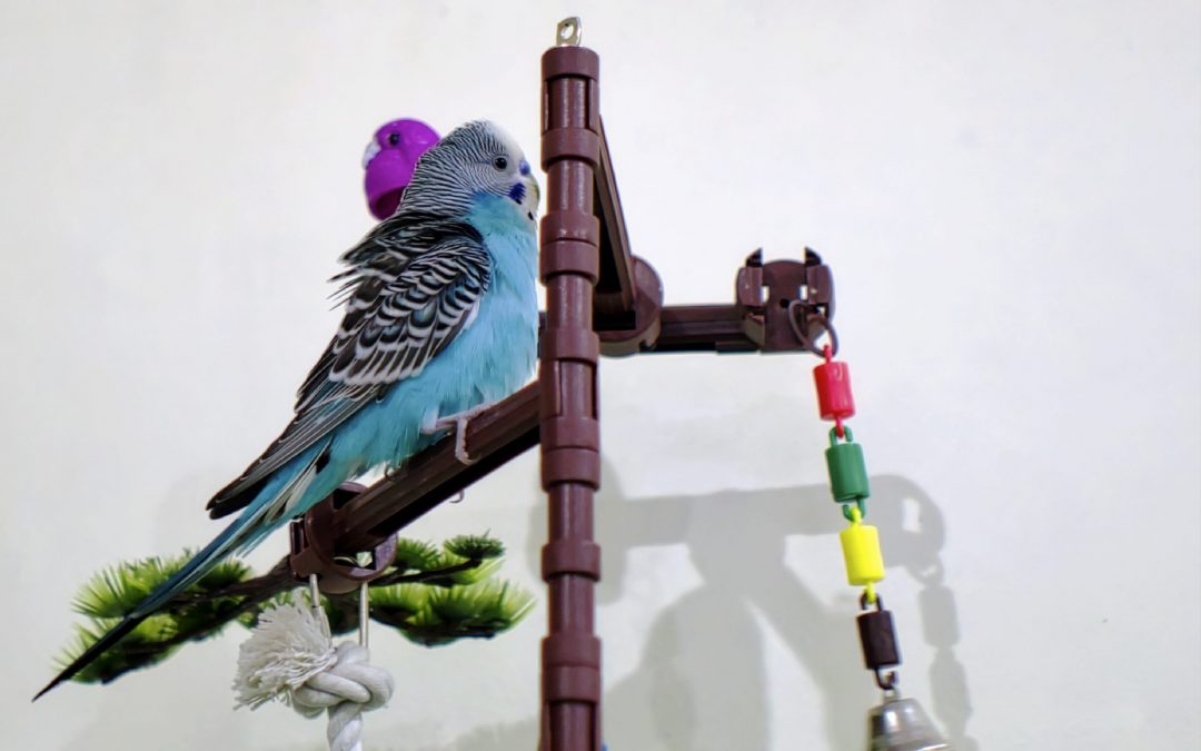 Are Budgies Likable?