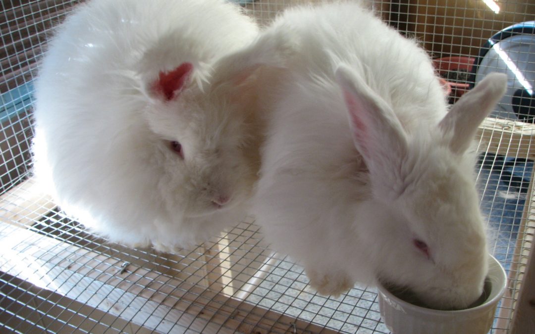 What’s the Dual Purpose of Angora Rabbits