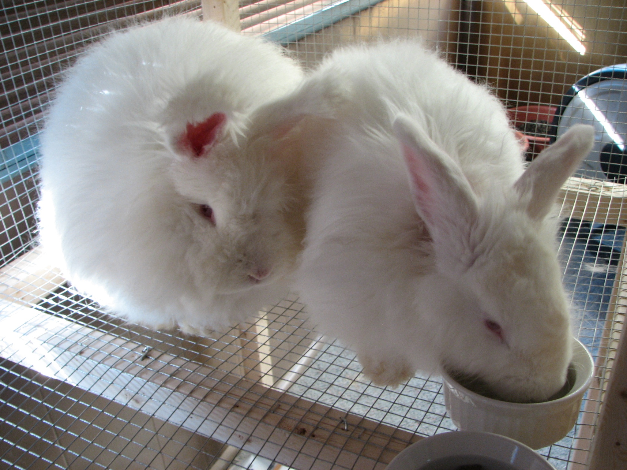 What’s the Dual Purpose of Angora Rabbits