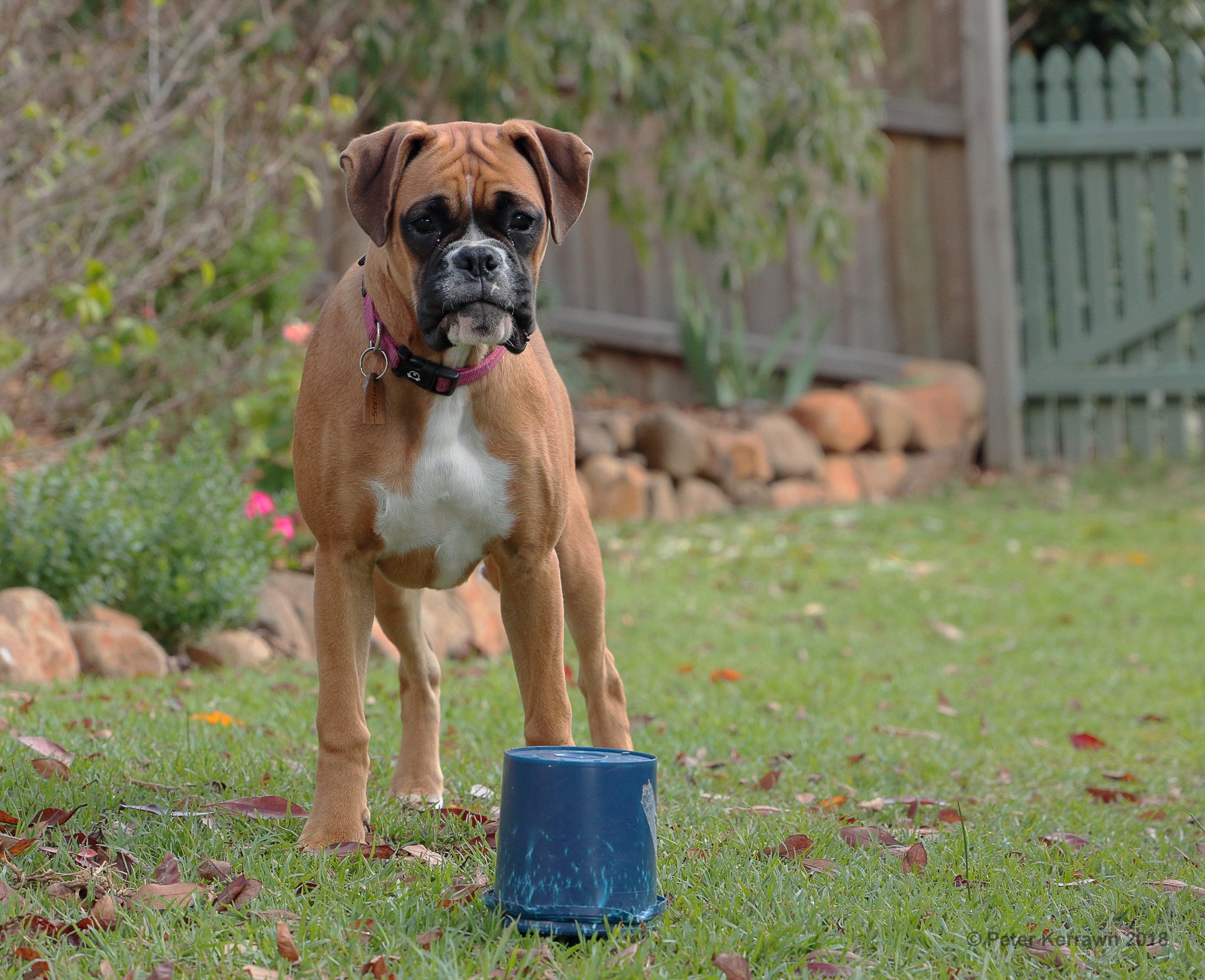 How To Tell What Kind Of Boxer You Have