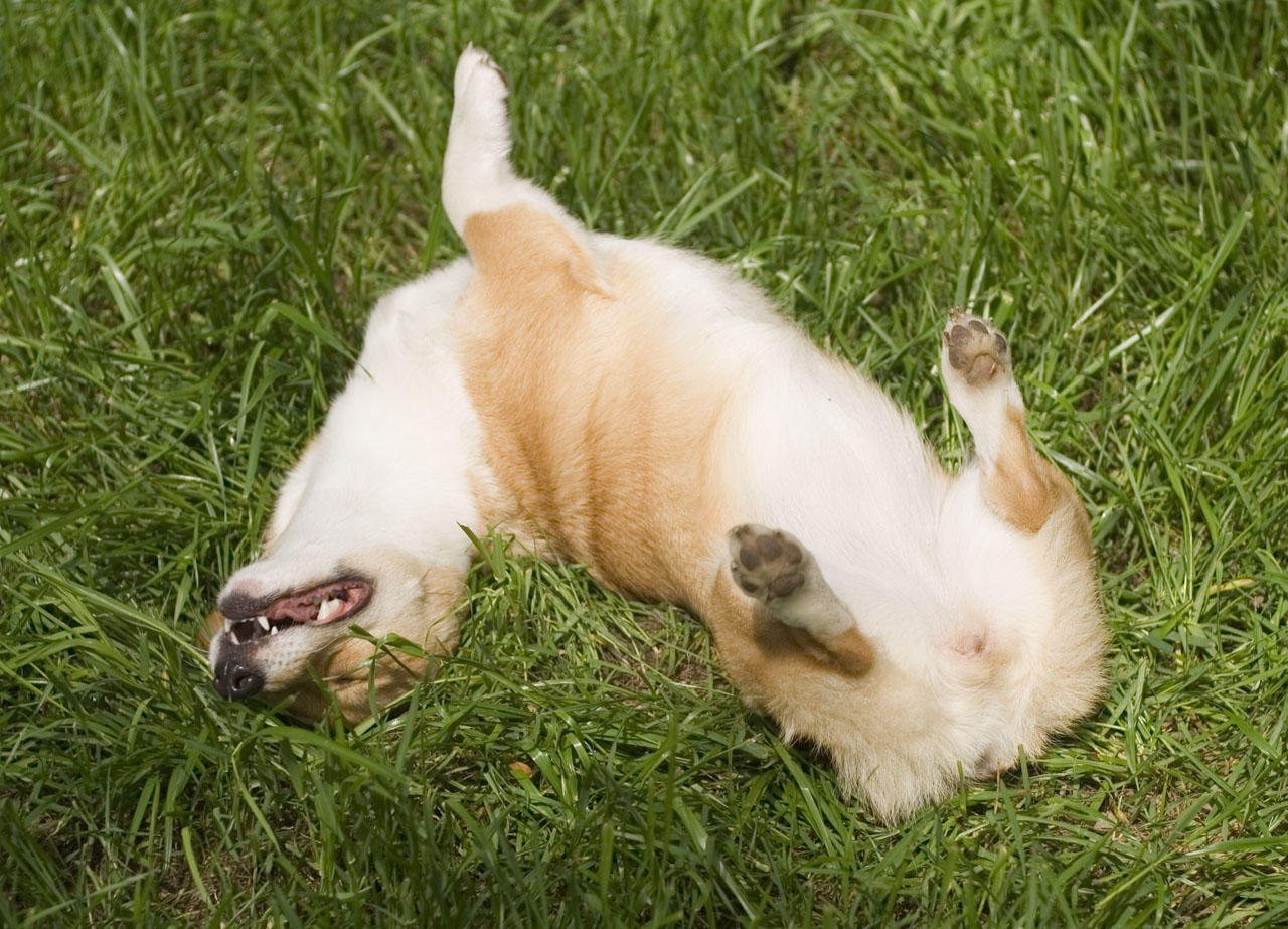 does-hip-dysplasia-affect-corgis