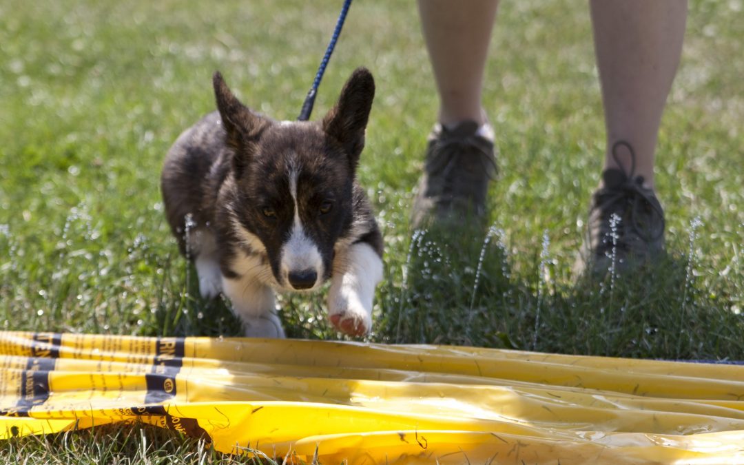 What Corgi Breed Should I Own?