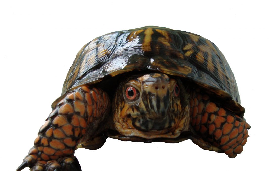 What’s a Common Box Turtle?