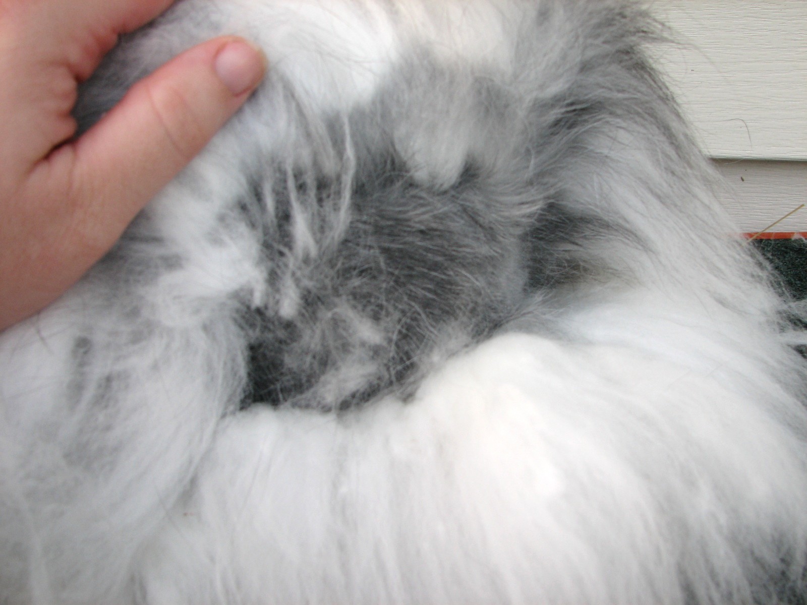 Housing Angora Rabbits: Tips and Tricks