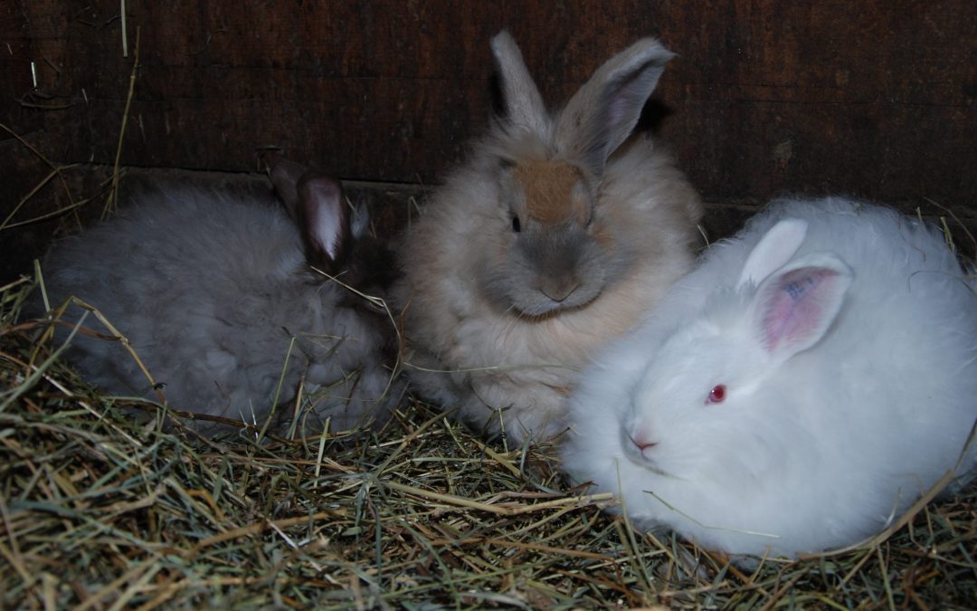 Reasons for Raising Angora Rabbits