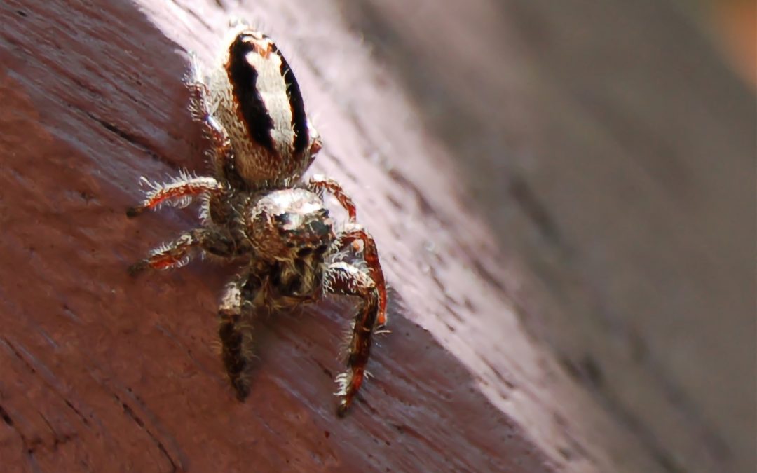 What to Do When Spiders Get Inside Your Home