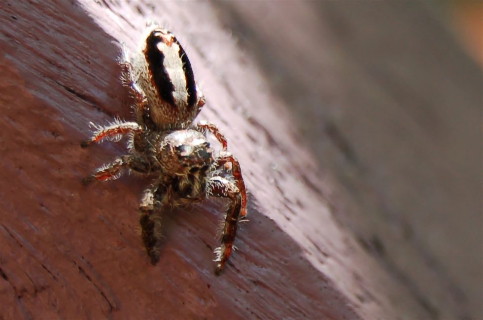 can spiders get inside a mattress