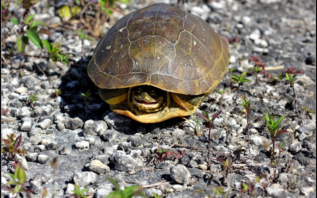 Can Box Turtles Poison You?