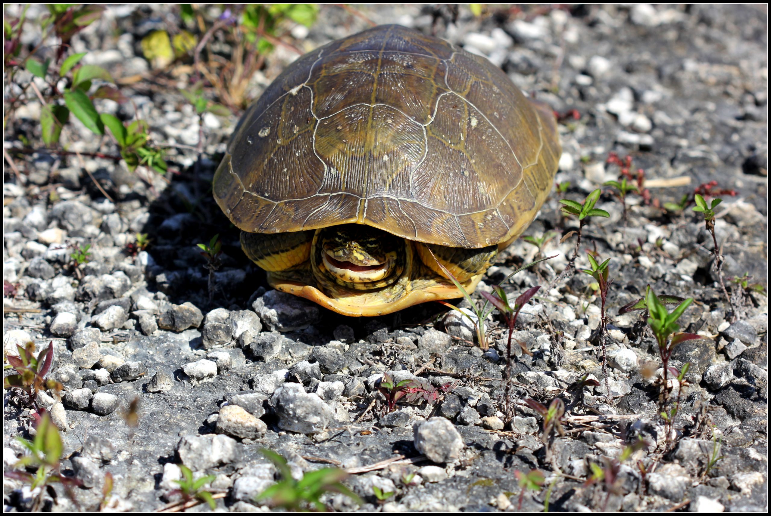 Can Box Turtles Poison You?