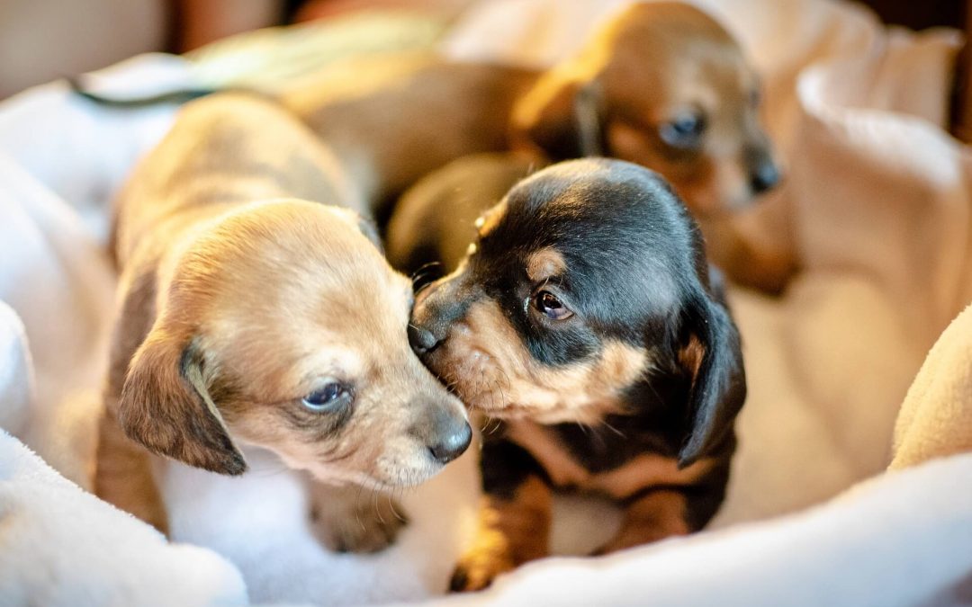Why Do Dachshunds Dog Sniff?