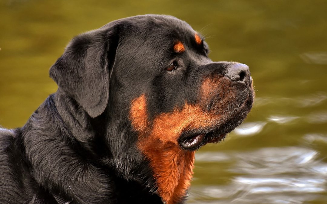 What Is Skin Inflammation in Rottweilers?